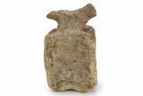 Hadrosaur (Edmontosaurus) Caudal Vertebra - Wyoming #356947-3